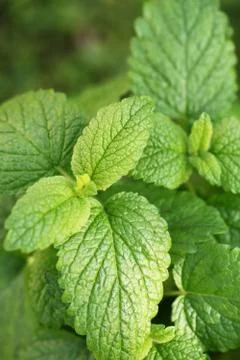 Lemon balm Stock Photos
