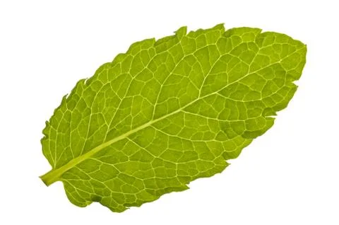 Lemon balm Stock Photos
