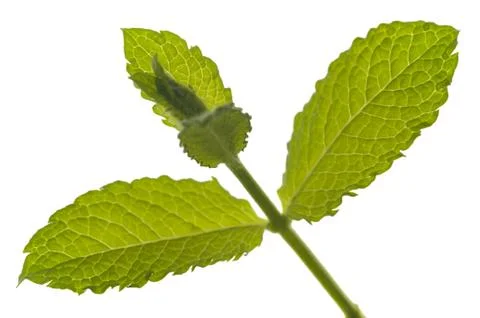 Lemon balm Stock Photos