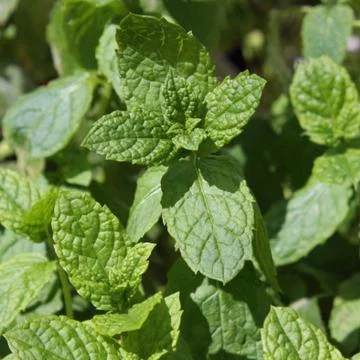 Lemon balm Stock Photos