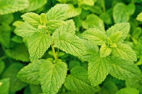 Lemon balm Stock Photos