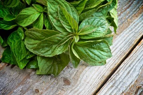 Lemon balm Stock Photos