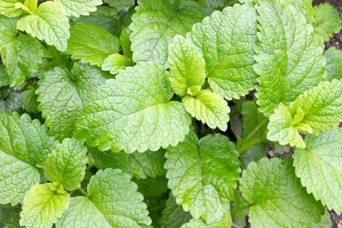 Lemon balm Foto stock
