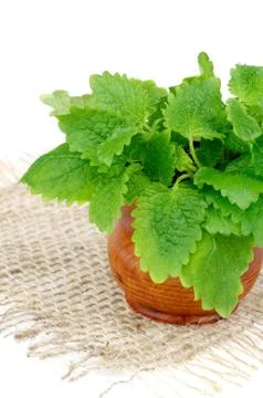 Lemon Balm Stock Photos
