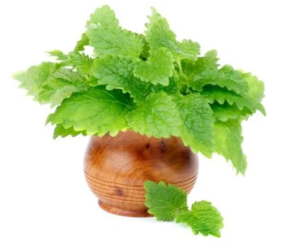 Lemon Balm Stock Photos