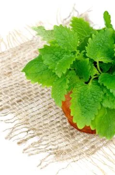 Lemon Balm Stock Photos