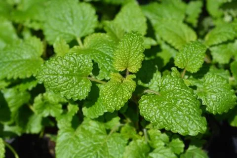 Lemon balm Stock Photos