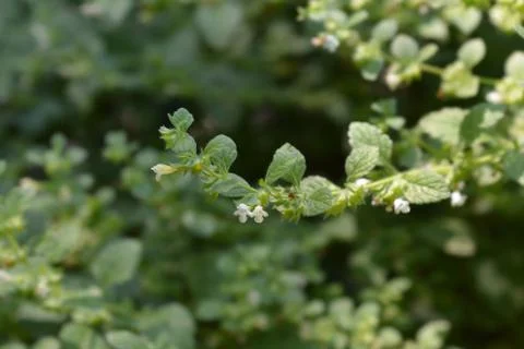 Lemon balm Stock Photos
