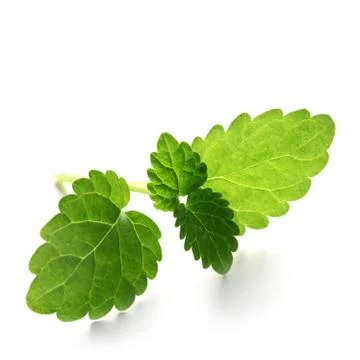 Lemon Balm Stock Photos