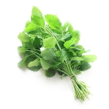 Lemon Balm Stock Photos