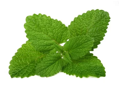 Lemon balm Stock Photos