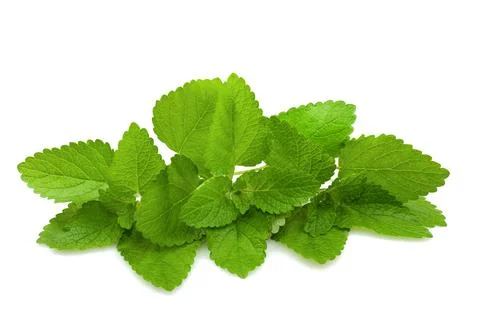 Lemon balm Stock Photos