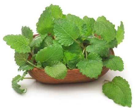 Lemon balm Stock Photos