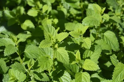 Lemon balm Stock Photos