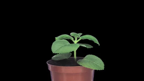 Lemon Balm Plant Growing Timelapse in Pot Isolated on Black Background 動画素材 340968591