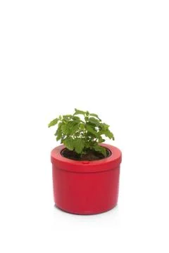 Lemon balm in pot Stock Photos