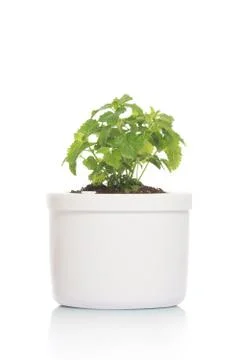 Lemon balm in pot Stock Photos