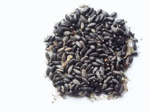 Lemon balm seed Stock Photos