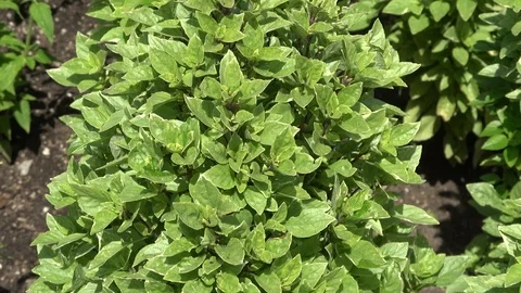 Lemon basil also called Ocimum americanum Stock Footage 111317927