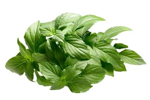 Lemon basil Ocimum basilicum, paths Stock Photos