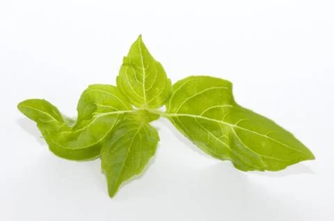 Lemon basil Stock Photos