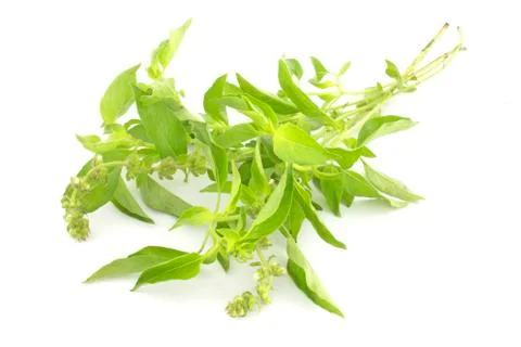 Lemon basil Stock Photos