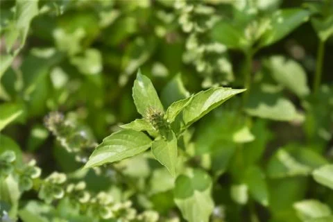 Lemon basil Stock Photos