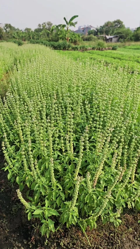 Lemon basil plants are ready for harvesting Stock Footage 274402605