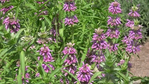 Lemon Beebalm also called Monarda citriodora Stock Footage 111317836