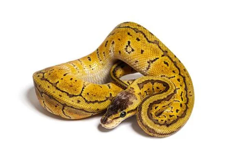 Lemon blast ball python, python rgius, isolated on white 写真素材