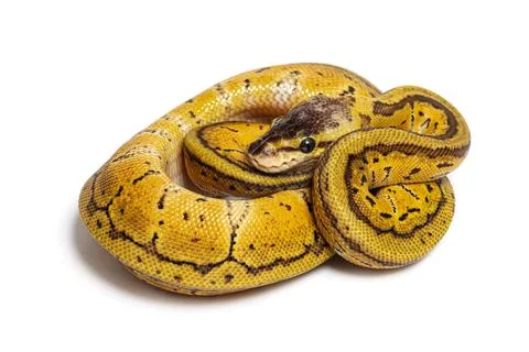 Lemon blast ball python, python rgius, isolated on white Foto stock