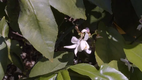Lemon Blossom 1 Stock Footage 117333350
