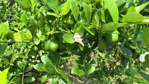 Lemon blossom and lemon tree, Lemon tree Stock Footage 288174320