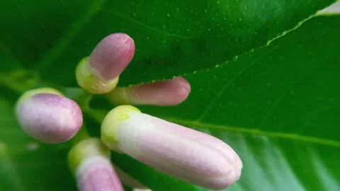 Lemon blossom Stock Photos