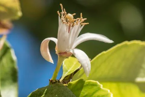 Lemon blossom in spring Stock Photos