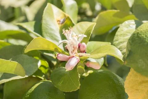 Lemon blossom in spring Stock Photos