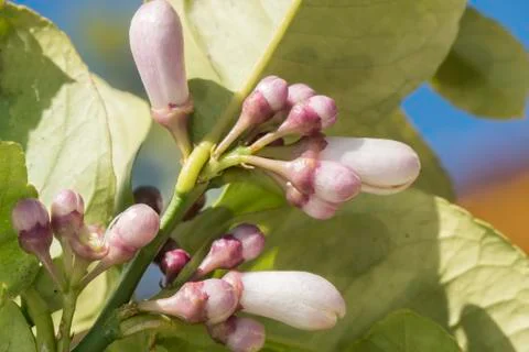 Lemon blossom in spring Stock Photos