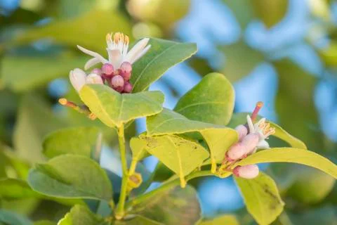 Lemon blossom in spring Stock Photos
