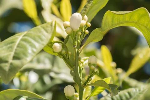Lemon blossom in spring Stock Photos