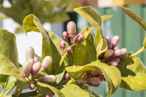 Lemon blossom in spring Stock Photos