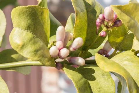 Lemon blossom in spring Stock Photos