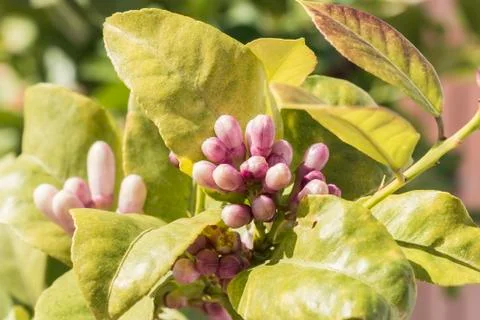 Lemon blossom in spring Stock Photos