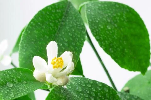 Lemon blossoms Stock Photos