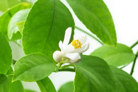 Lemon blossoms Stock Photos