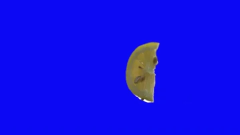 Lemon blue screen green screen 4k Stock Footage 171290293