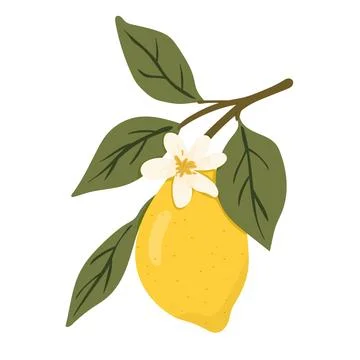 Lemon Branch with Blossom Stock Illustration