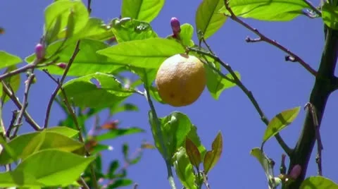 Lemon branch Stock Footage 9374214