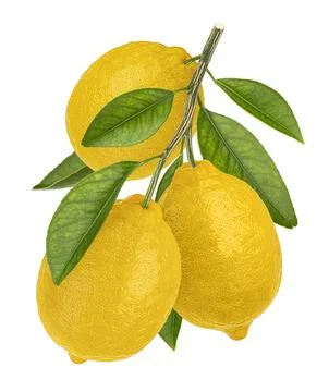 Lemon branch isolated on white background with clipping path Stock Photos
