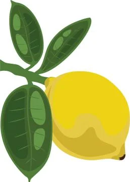 Lemon on a branch with leaves Stock Illustration