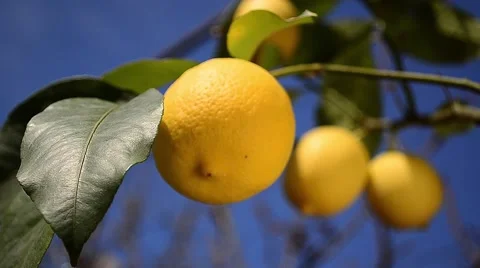 Lemon branch with many ripe fruits on it Stock Footage 59556260